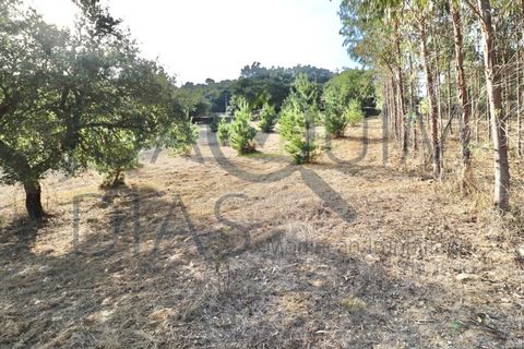 Farm i Lousa, Coimbra, Lousa - € 210.000 | Ref: 18-19/2021 - foto 26
