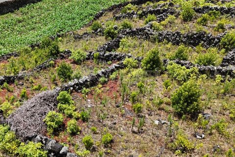 Helårsgrund i Candelaria, Pico, Candelaria - € 85.000 | Ref: AZ97908MK - foto 12