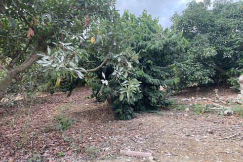 Terra a Coin, Malaga, Coin - € 320.000 | Ref: SPCRM3875 - foto 4