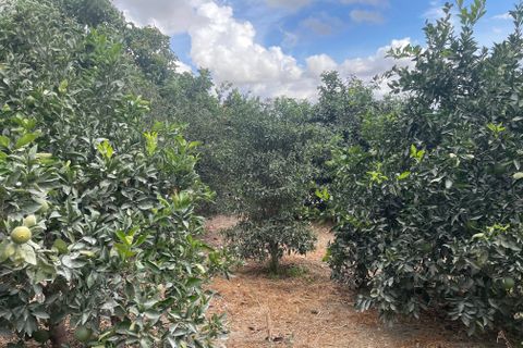 Terra a Coin, Malaga, Coin - € 320.000 | Ref: SPCRM3875 - foto 7