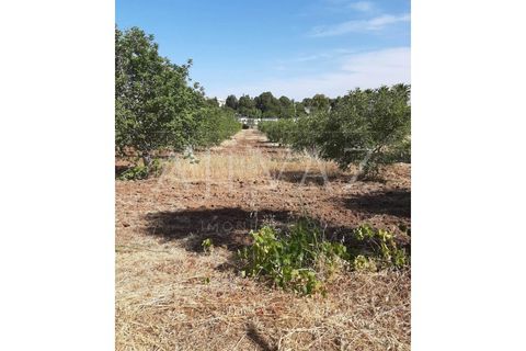 Farm i Lagos, Faro, Lagos - € 1.850.000 | Ref: MAS_340 - foto 37