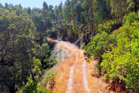 Helårsgrund i Monchique, Faro, Monchique - € 199.500 | Ref: SÒL_22 - foto 35