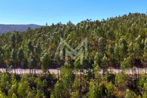 Helårsgrund i Monchique, Faro, Monchique - € 199.500 | Ref: SÒL_22 - foto 38