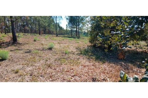 Terra a Soure, Coimbra, Soure - € 155.000 | Ref: TER_1185 - foto 8