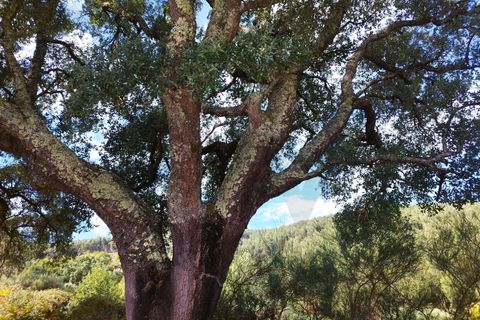 Farm hus i Monchique, Faro, Monchique - € 350.000 | Ref: KWPT-021509 - foto 3