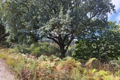 Farm hus i Monchique, Faro, Monchique - € 350.000 | Ref: KWPT-021509 - foto 8