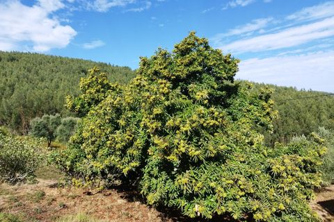 Farm hus i Monchique, Faro, Monchique - € 350.000 | Ref: KWPT-021509 - foto 15