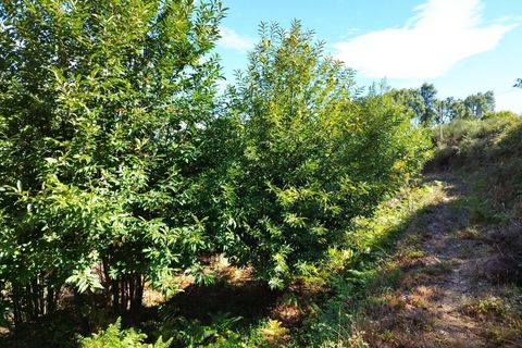 Farm hus i Monchique, Faro, Monchique - € 350.000 | Ref: KWPT-021509 - foto 20