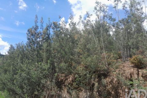 Terra a Covilha, Castelo Branco, Covilha - € 50.000 | Ref: 149279 - foto 4