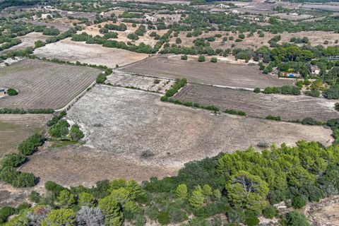 Finca i Manacor, Mallorca, Manacor - € 5.500.000 | Ref: 81979 - foto 33