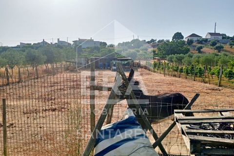 Terra a Pontevel, Santarem, Pontevel - € 75.000 | Ref: 11944 - foto 2
