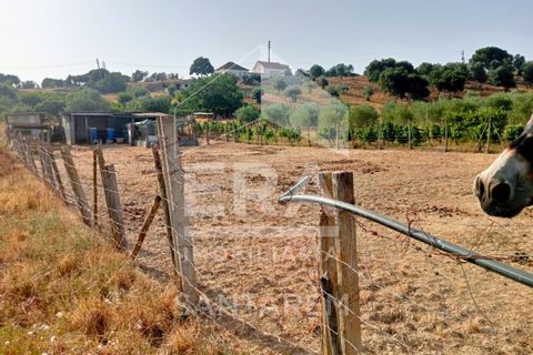 Terra a Pontevel, Santarem, Pontevel - € 75.000 | Ref: 11944 - foto 3