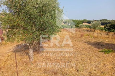 Terra a Pontevel, Santarem, Pontevel - € 75.000 | Ref: 11944 - foto 6