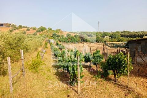 Terra a Pontevel, Santarem, Pontevel - € 75.000 | Ref: 11944 - foto 7