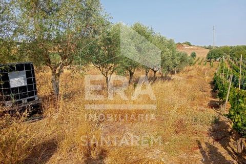 Terra a Pontevel, Santarem, Pontevel - € 75.000 | Ref: 11944 - foto 8