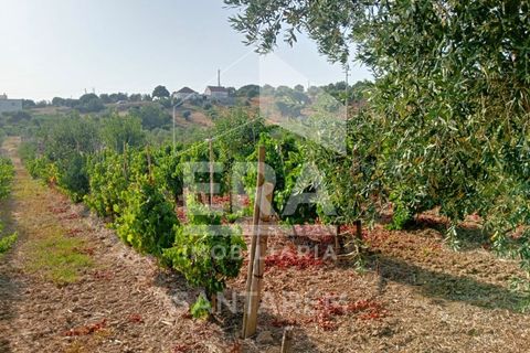 Terra a Pontevel, Santarem, Pontevel - € 75.000 | Ref: 11944 - foto 10