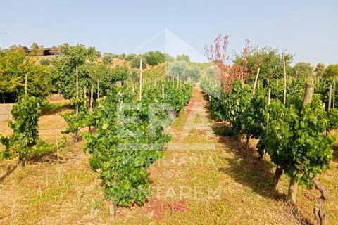 Terra a Pontevel, Santarem, Pontevel - € 75.000 | Ref: 11944 - foto 11