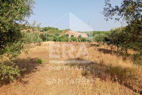 Terra a Pontevel, Santarem, Pontevel - € 75.000 | Ref: 11944 - foto 12