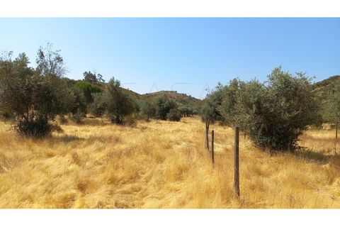 Farm hus i Ourique, Beja, Ourique - € 650.000 | Ref: CC_MON_18069 - foto 8