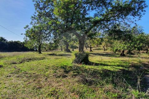 Крестьянский дом, ферма в Tavira, Faro, Tavira - € 699 000 | Ссылка: 120611304-931 - photo 11