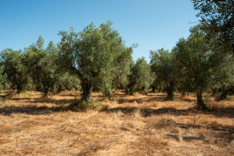 Farm i Alenquer, Lisbon, Alenquer - € 2.300.000 | Ref: QUI15286.PLA - foto 45