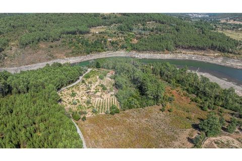 Terra a Pinho, Vila Real, Pinho - € 130.000 | Ref: 126381014-63 - foto 9