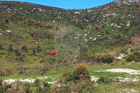 Helårsgrund i Chorense e Monte, Braga, Chorense e Monte - € 12.500 | Ref: 126971023-3 - foto 18