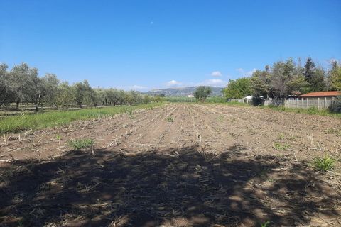 Terra a Eboli, Salerno, Eboli - € 60.000 | Ref: 559 - foto 5