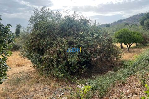 Farm hus i Castelo Branco, Castelo Branco, Castelo Branco - € 60.000 | Ref: 125098 - foto 42