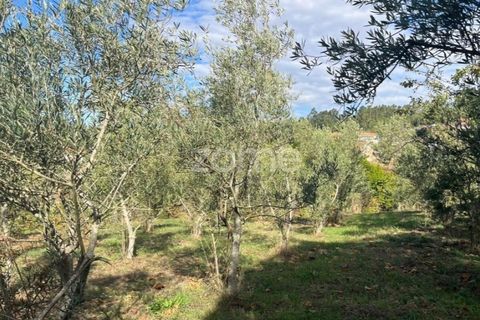 Villa i Moimenta da Beira, Viseu, Moimenta da Beira - € 50.000 | Ref: ZMPT580820 - foto 12