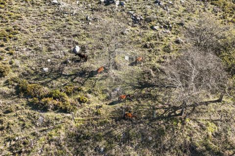 Terra a Terras de Bouro, Braga, Terras de Bouro - € 12.500 | Ref: 126971023-3 - foto 7