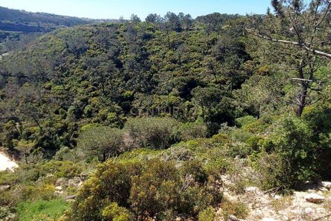 Helårsgrund i Mafra, Lisbon, Mafra - € 23.000 | Ref: C0364-04386 - foto 5