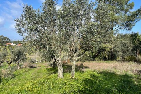 Helårsgrund i Abrantes, Santarem, Abrantes - € 19.000 | Ref: C0364-04802 - foto 5