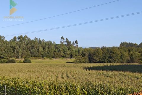 Helårsgrund i Ponte de Lima, Viana do Castelo, Ponte de Lima - € 60.000 | Ref: PTL-001-129 - foto 2