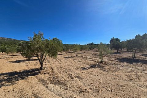 Terra a Salinas, Alicante, Salinas - € 60.500 | Ref: P5071 - foto 6