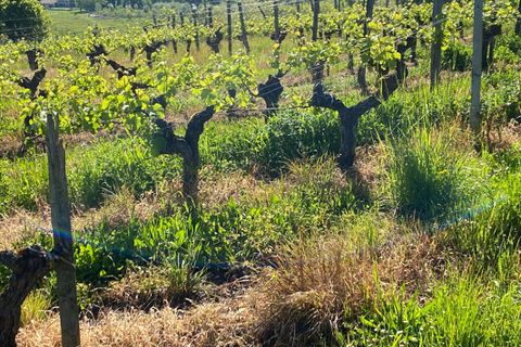 Erhvervsejendom i Libourne, Gironde, Libourne - € 1.575.000 | Ref: 407701B-BUSINESS - foto 3