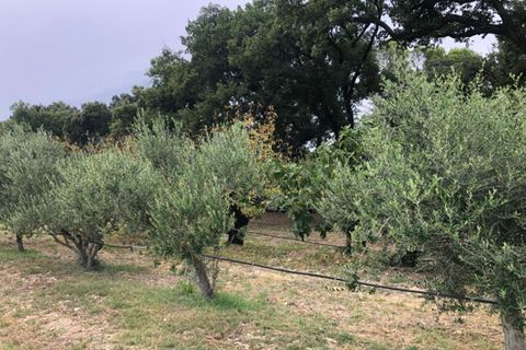 Terra a Saze, Gard, Saze - € 220.000 | Ref: 419265PFER - foto 2