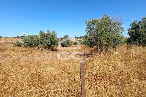 Helårsgrund i Beringel, Beja, Beringel - € 80.000 | Ref: 333/T/01421 - foto 4