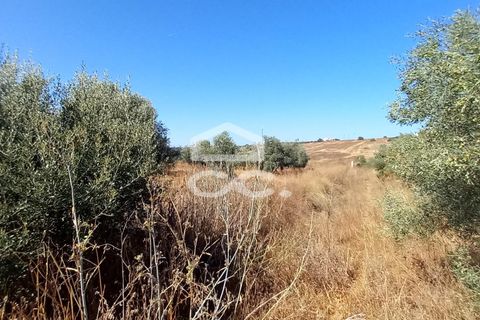 Helårsgrund i Beringel, Beja, Beringel - € 80.000 | Ref: 333/T/01421 - foto 8