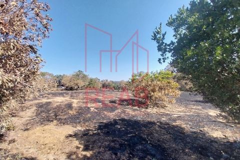 Terra a Guilheiro, Guarda, Guilheiro - € 40.000 | Ref: 243B/ 2025 - foto 4