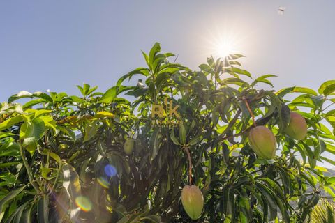 Villa i Santana, Madeira, Santana - € 1.380.000 | Ref: RK11849 - foto 21