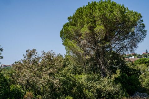 Helårsgrund i Alcobaca, Leiria, Alcobaca - € 42.000 | Ref: SF-SAFTI:007186 - foto 3