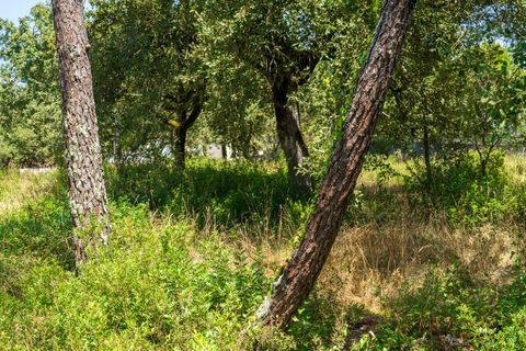 Helårsgrund i Alcobaca, Leiria, Alcobaca - € 42.000 | Ref: SF-SAFTI:007186 - foto 7