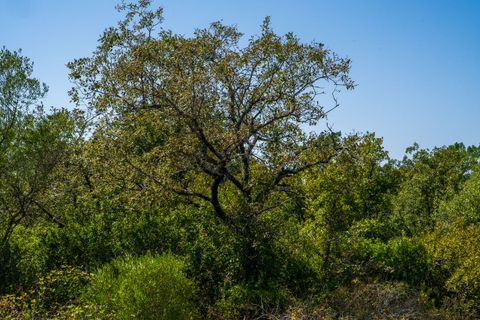 Helårsgrund i Alcobaca, Leiria, Alcobaca - € 42.000 | Ref: SF-SAFTI:007186 - foto 12