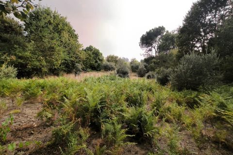 Terra a Nelas, Viseu, Nelas - € 22.000 | Ref: 389250190 - foto 2