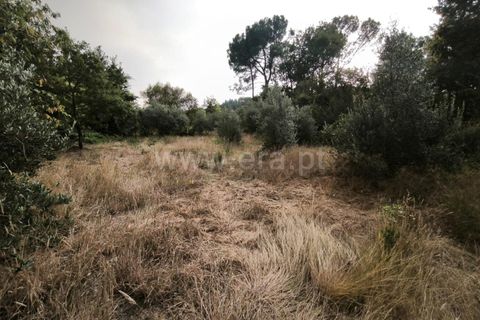 Terra a Nelas, Viseu, Nelas - € 22.000 | Ref: 389250190 - foto 3