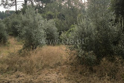 Terra a Nelas, Viseu, Nelas - € 22.000 | Ref: 389250190 - foto 4