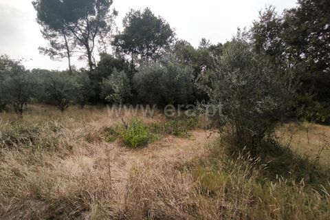 Terra a Nelas, Viseu, Nelas - € 22.000 | Ref: 389250190 - foto 6