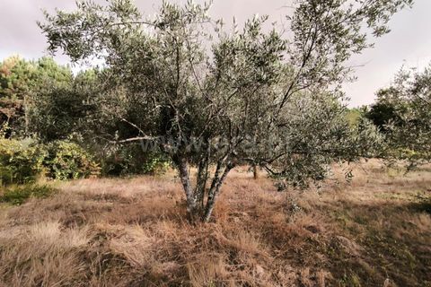 Terra a Nelas, Viseu, Nelas - € 22.000 | Ref: 389250190 - foto 7