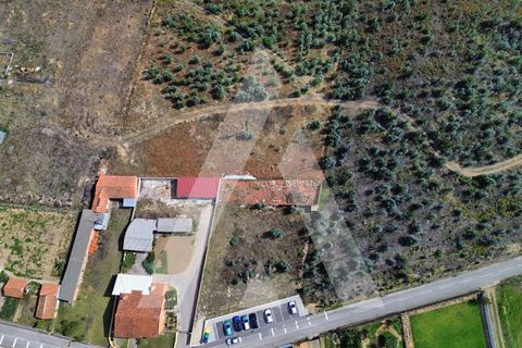 Terra a Branca, Aveiro, Branca - € 25.000 | Ref: 1060951/25 AL - foto 3